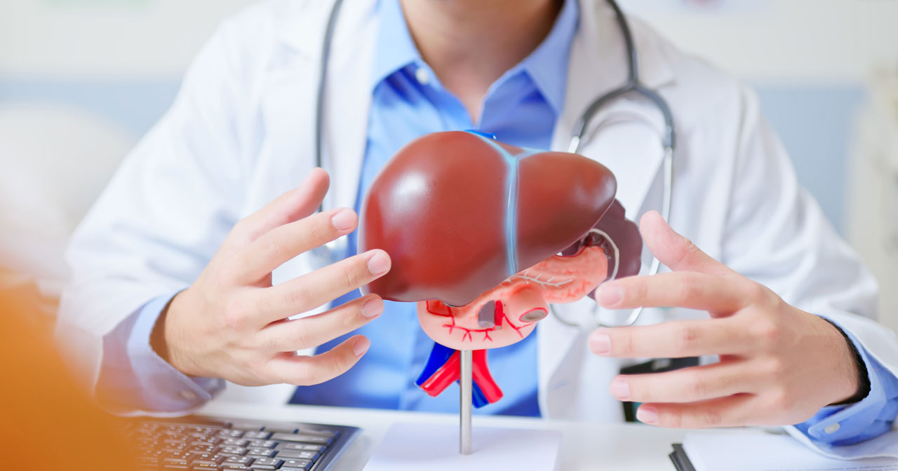 Photo of doctor holding a model of a liver